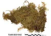 藏品(沼羽苔)的圖片